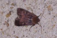 Xestia xanthographa