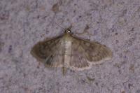 Patania ruralis