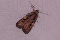 Xestia c-nigrum