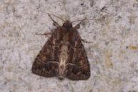 Thalpophila matura