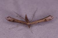 Stenoptilia
