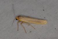 Eilema caniola