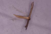 Stenoptilia