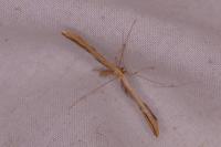 Emmelina monodactyla