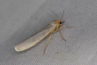 Eilema caniola