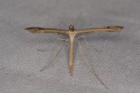Stenoptilia