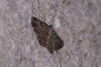 Peribatodes rhomboidaria