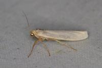 Eilema caniola