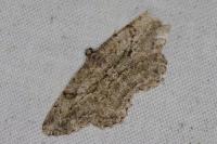 Peribatodes rhomboidaria