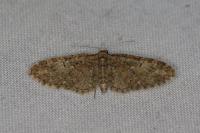 Eupithecia abbreviata