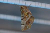 Selenia dentaria