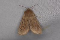 Orthosia cruda