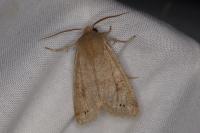 Anorthoa munda