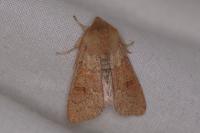 Orthosia miniosa