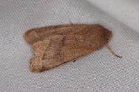 Orthosia cerasi
