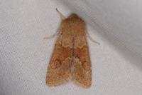 Orthosia miniosa
