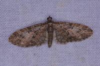 Eupithecia abbreviata