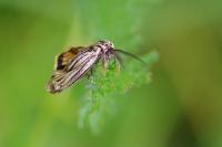 Spiris striata