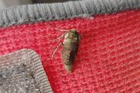 Phigalia pilosaria