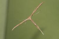 Emmelina monodactyla
