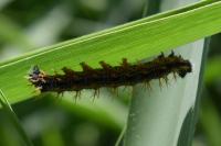 Polygonia c-album