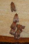 Scoliopteryx libatrix