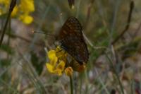 Melitaea phoebe