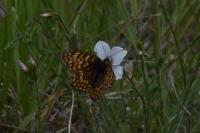 Melitaea phoebe