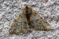 Phigalia pilosaria