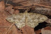 Ectropis crepuscularia