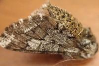 Biston strataria