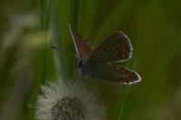 Aricia agestis