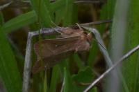 Mythimna albipuncta