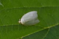 Tortrix viridana