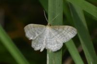Idaea macilentaria