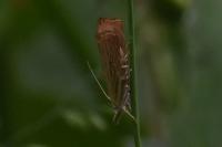 Chrysoteuchia culmella