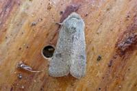 Orthosia cruda
