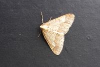 Phigaliohybernia marginaria