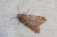 Alsophila aescularia