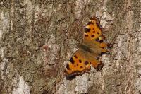 Nymphalis polychloros
