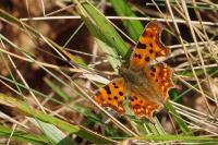 Polygonia c-album