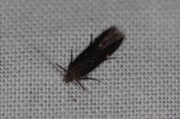 Aproaerema anthyllidella