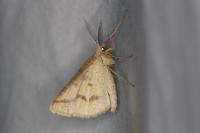 Aspitates ochrearia