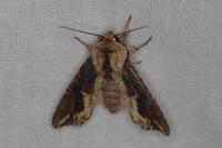 Egira conspicillaris