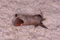 Clostera curtula