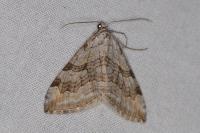 Aplocera