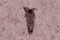 Clostera curtula