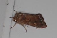 Lacanobia oleracea