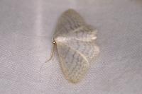 Idaea subsericeata