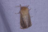 Sesamia nonagrioides